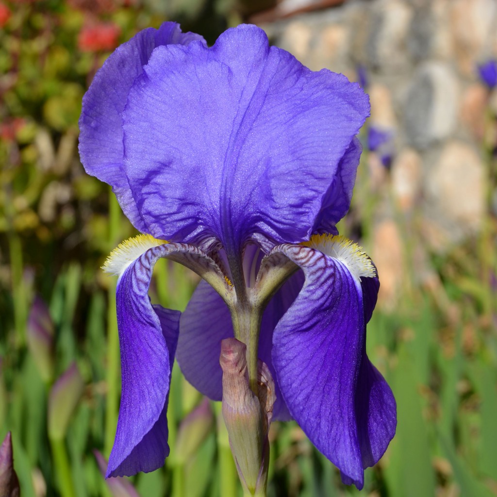 girablau