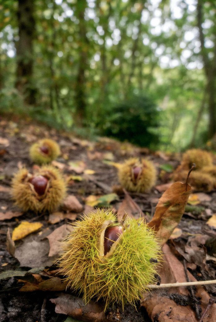 Pellons entreoberts de castanya a terra, en un bosc de castanyers de Viladrau